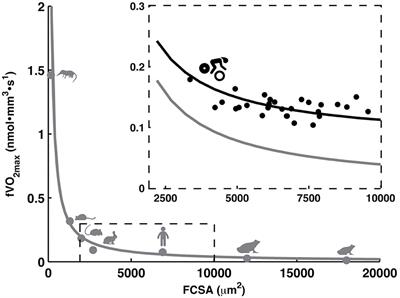 Under the Hood: Skeletal Muscle Determinants of Endurance Performance
